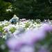 Volunteer Carolyn Burack hunts for various fragrances in The Peony Garden on Tuesday, June 4. Burack expects the flowers to be in bloom for a few more days due to the cooler temperatures. Daniel Brenner I AnnArbor.com